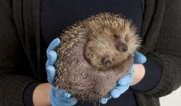 在线观看刺猬,揭秘网络世界的隐秘角落